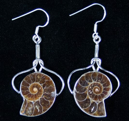 Ammonite Fossil Earrings - Sterling Silver #12755
